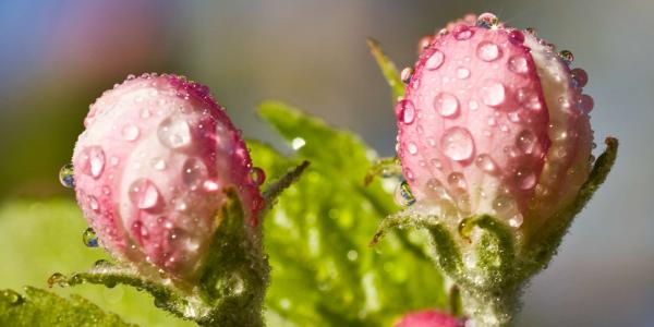 Spring Offer: Discover South Tyrol in spring
